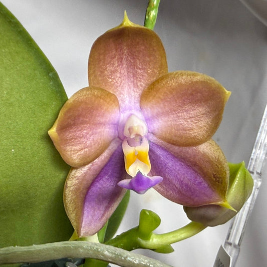 A close-up of a Phalaenopsis orchid flower with peach-tan petals, a purple lip, and a yellow center, growing on a green stem with a leaf and clear support stand visible.