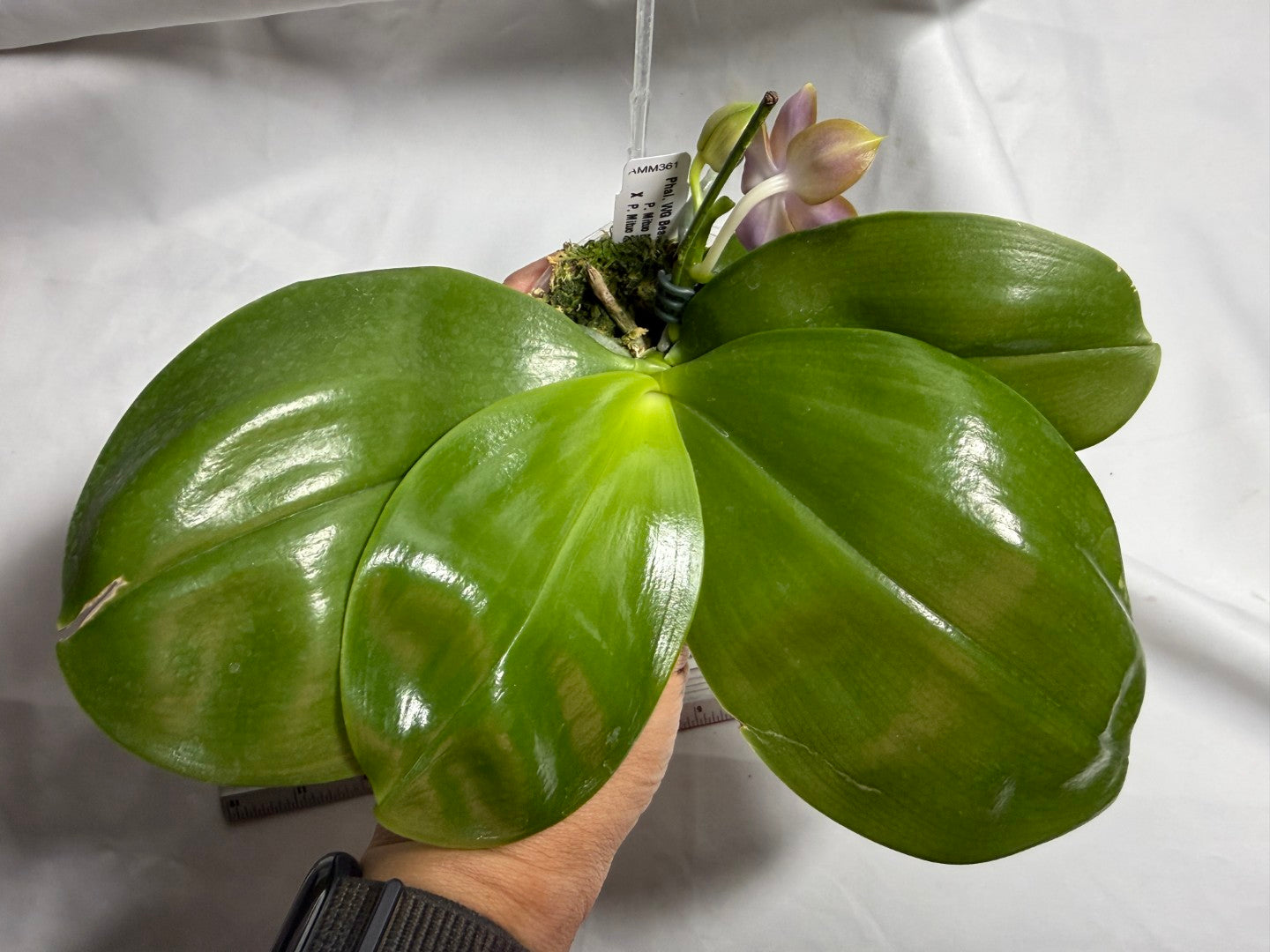 AMM361 Phalaenopsis WG Bear Terms - Seed Grown 260714 Flowering