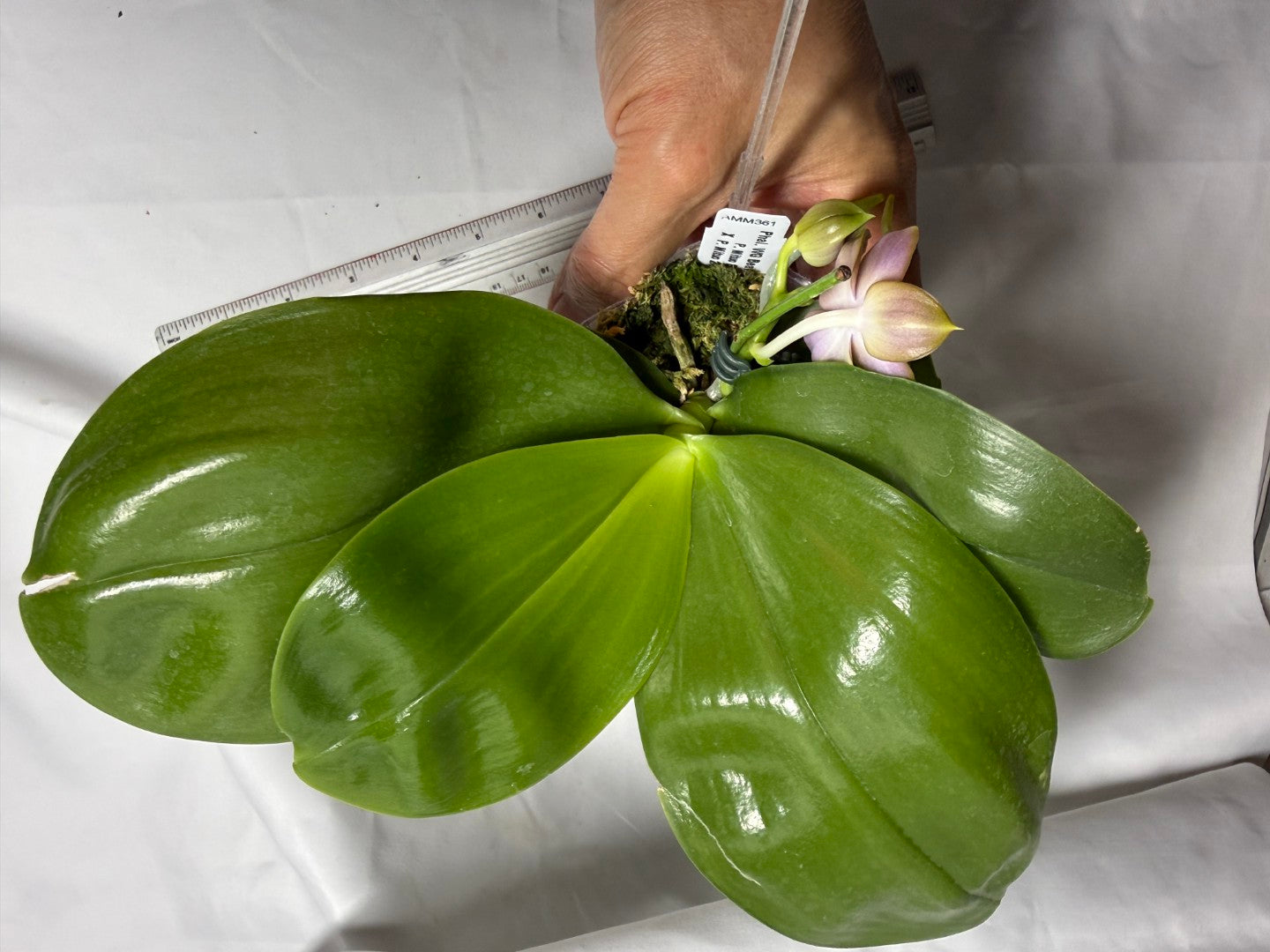 AMM361 Phalaenopsis WG Bear Terms - Seed Grown 260714 Flowering