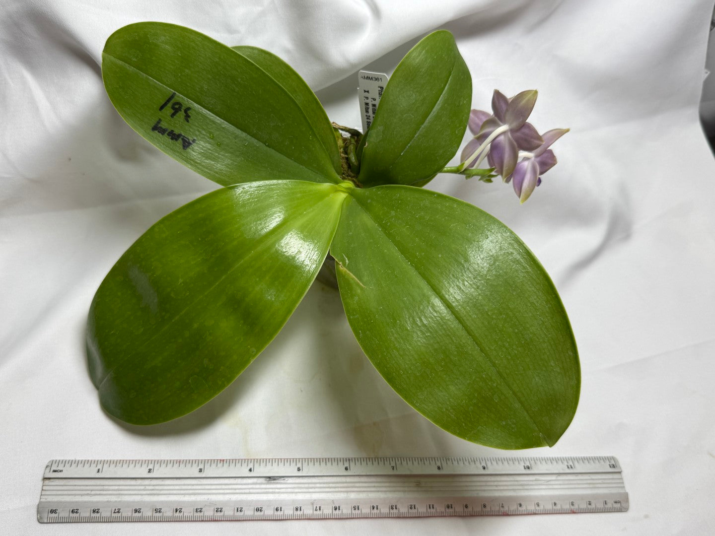 AMM361 Phalaenopsis WG Bear Terms - Seed Grown 260812 Flowering