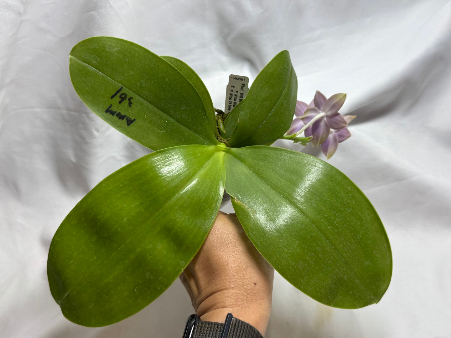 AMM361 Phalaenopsis WG Bear Terms - Seed Grown 260812 Flowering