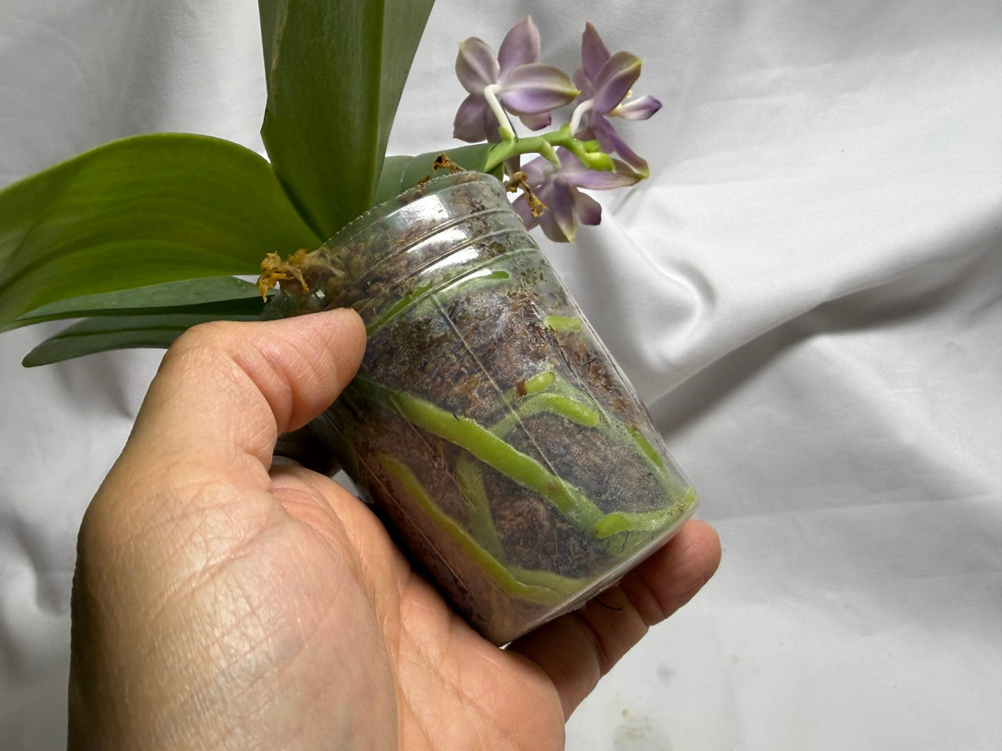AMM361 Phalaenopsis WG Bear Terms - Seed Grown 260812 Flowering