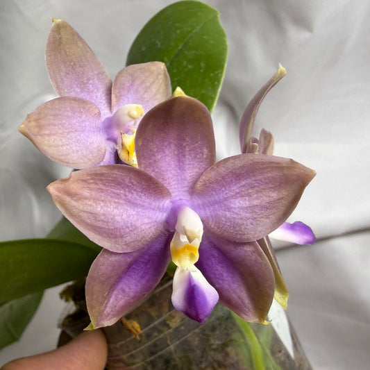 A close-up of a purple Phalaenopsis orchid flower with green leaves, held by a hand against a white fabric background.