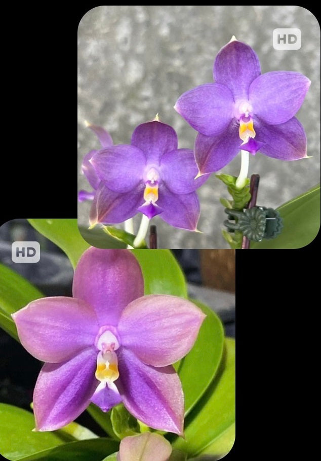 Mituo Orchids – Page 2 – Big Leaf Orchids