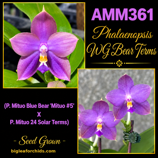 AMM361 Phalaenopsis WG Bear Terms - Seed Grown
