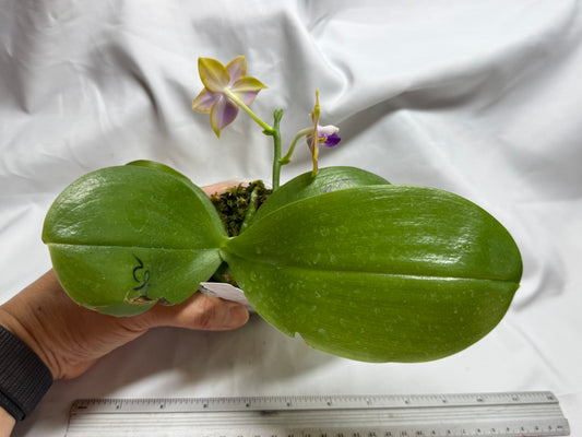 AMM362 Phalaenopsis (Mituo Reflex Dragon X Mituo GH King Star) - Seed Grown 260812 Flowering