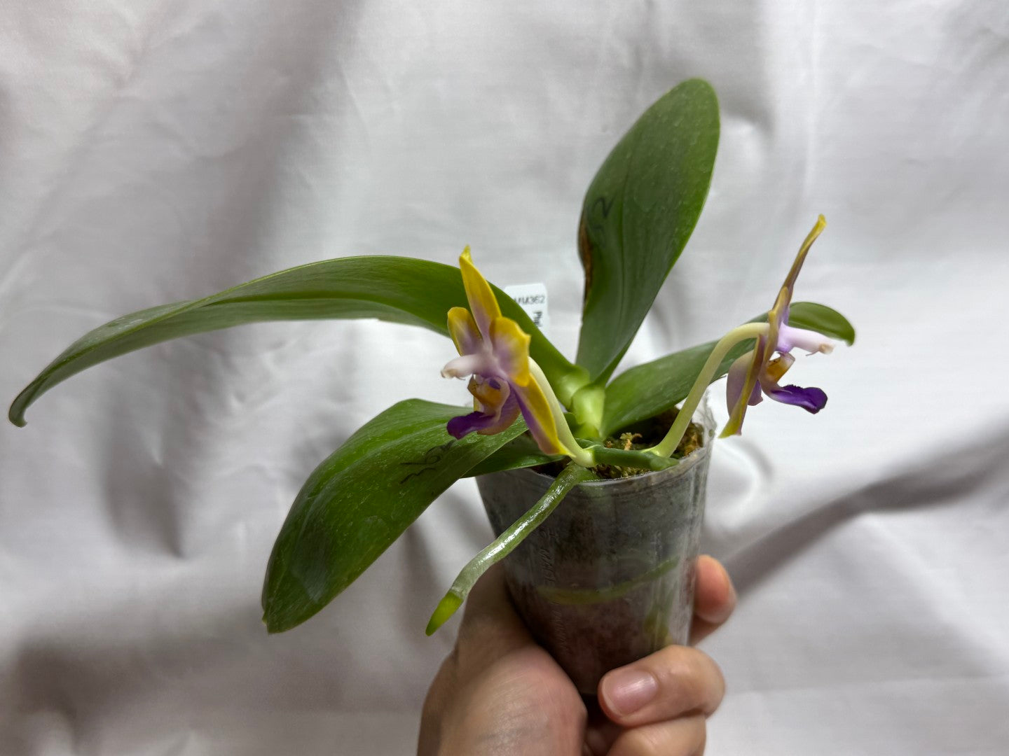 AMM362 Phalaenopsis (Mituo Reflex Dragon X Mituo GH King Star) - Seed Grown 260812 Flowering