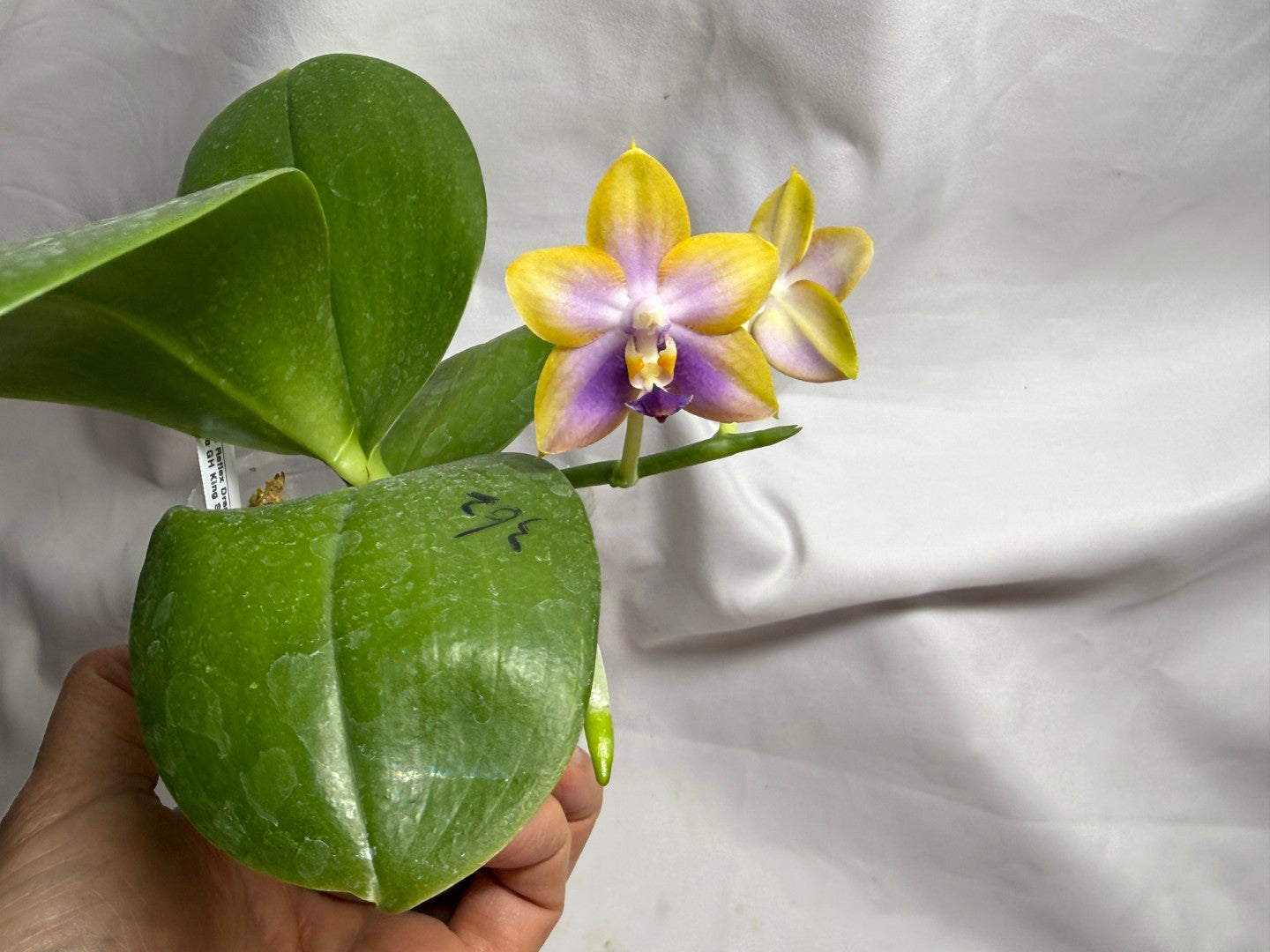 AMM362 Phalaenopsis (Mituo Reflex Dragon X Mituo GH King Star) - Seed Grown 260812 Flowering
