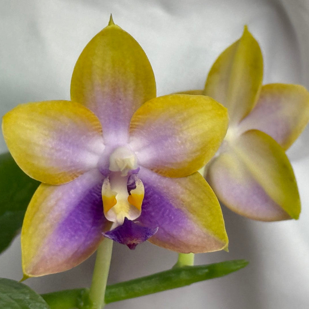 A close-up of a yellow and purple Phalaenopsis orchid flower with green leaves, set against a soft white fabric background.