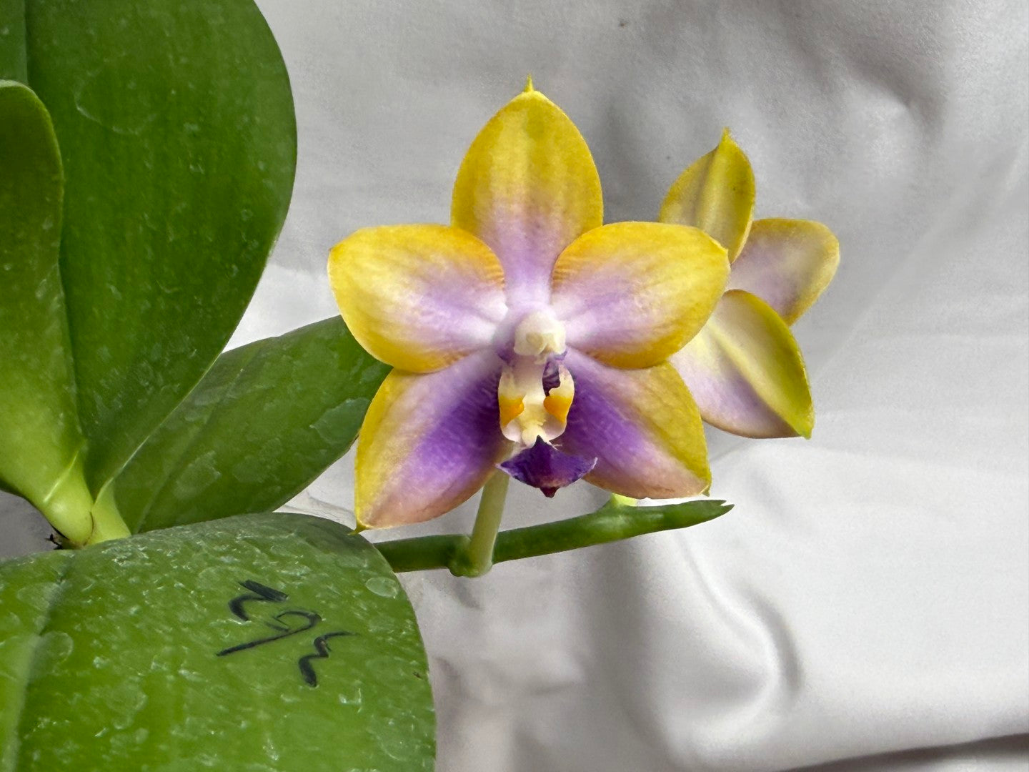 AMM362 Phalaenopsis (Mituo Reflex Dragon X Mituo GH King Star) - Seed Grown 260812 Flowering