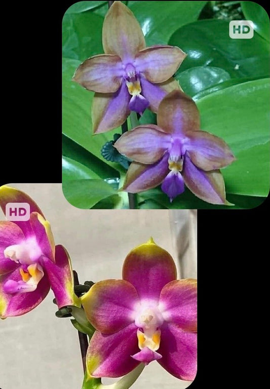 AMM362 Phalaenopsis (Mituo Reflex Dragon 'Purple Red' X Mituo GH King Star 'UV Rays') - Seed Grown