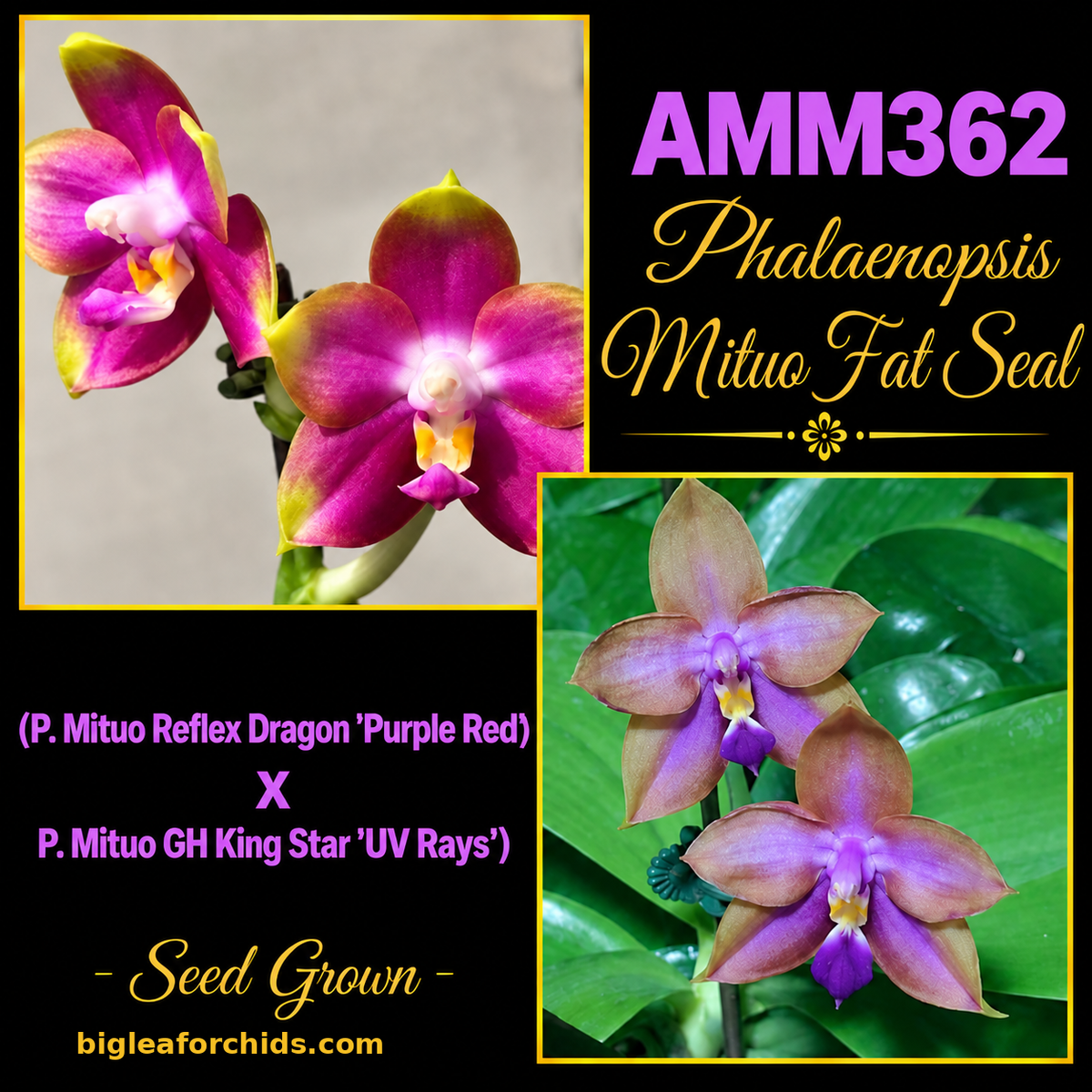 AMM362 Phalaenopsis Mituo Fat Seal - Seed Grown