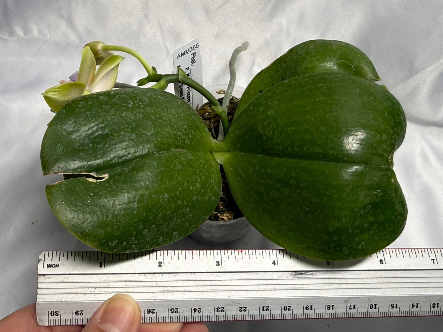 AMM366 -Phalaenopsis (Mituo Princess X LD Green Kingfisher) (seed grown) Flowering 260830