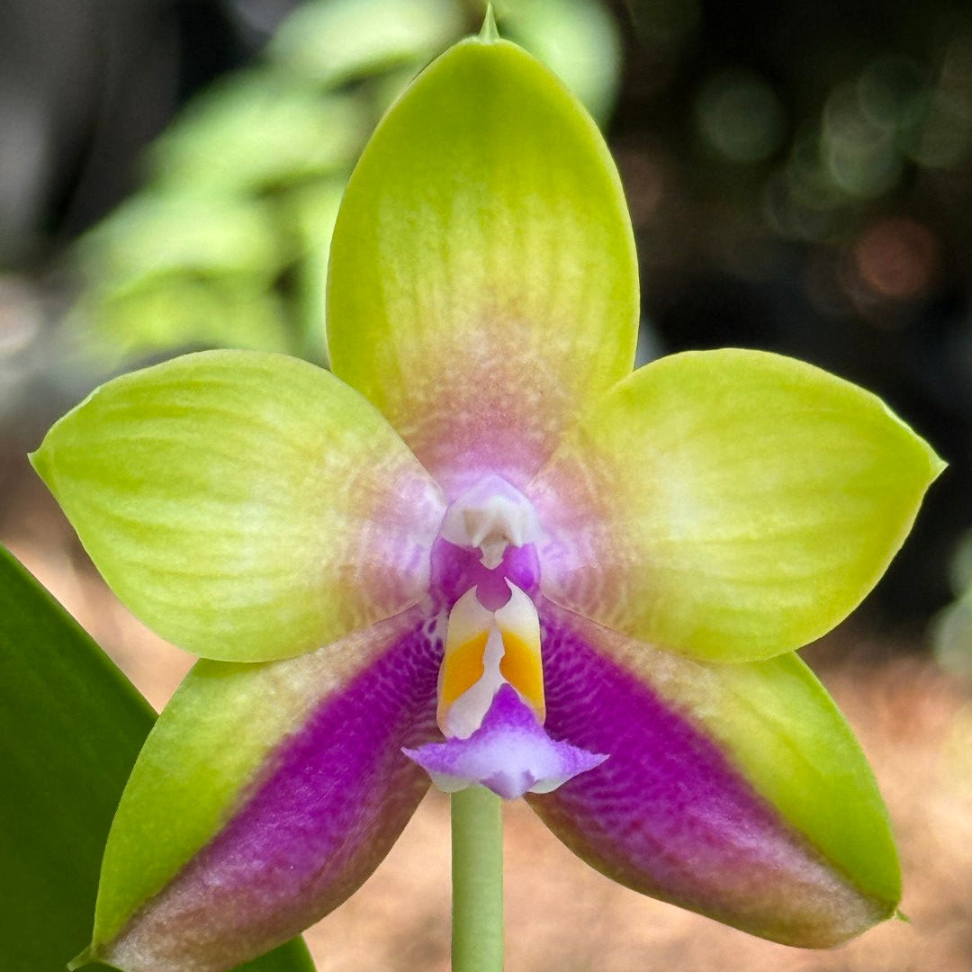A close-up of a yellow-green and purple orchid flower with a small yellow and white center, shown against a blurred natural background.