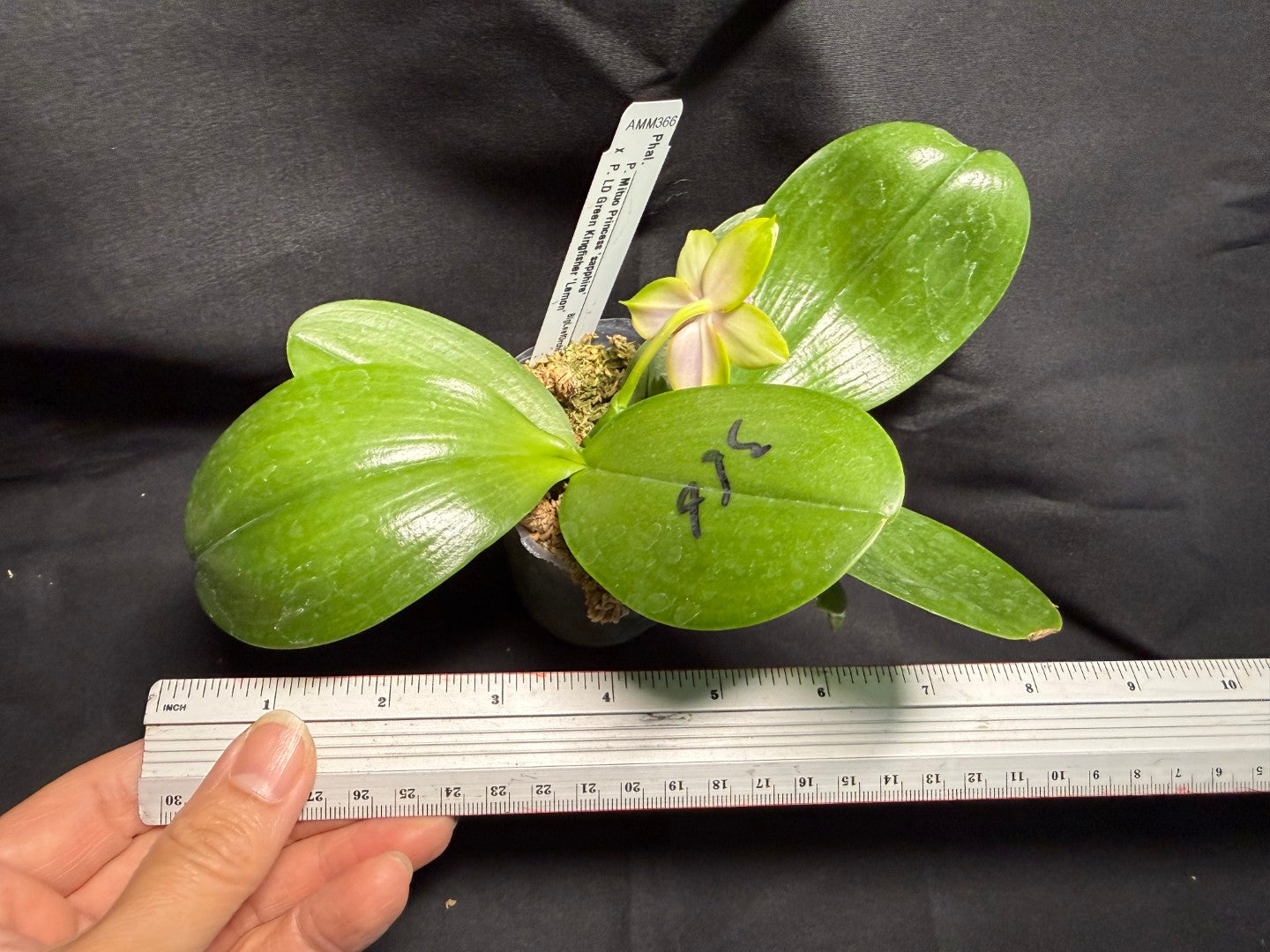 AMM366 -Phalaenopsis (Mituo Princess X LD Green Kingfisher) (seed grown) Flowering keiki