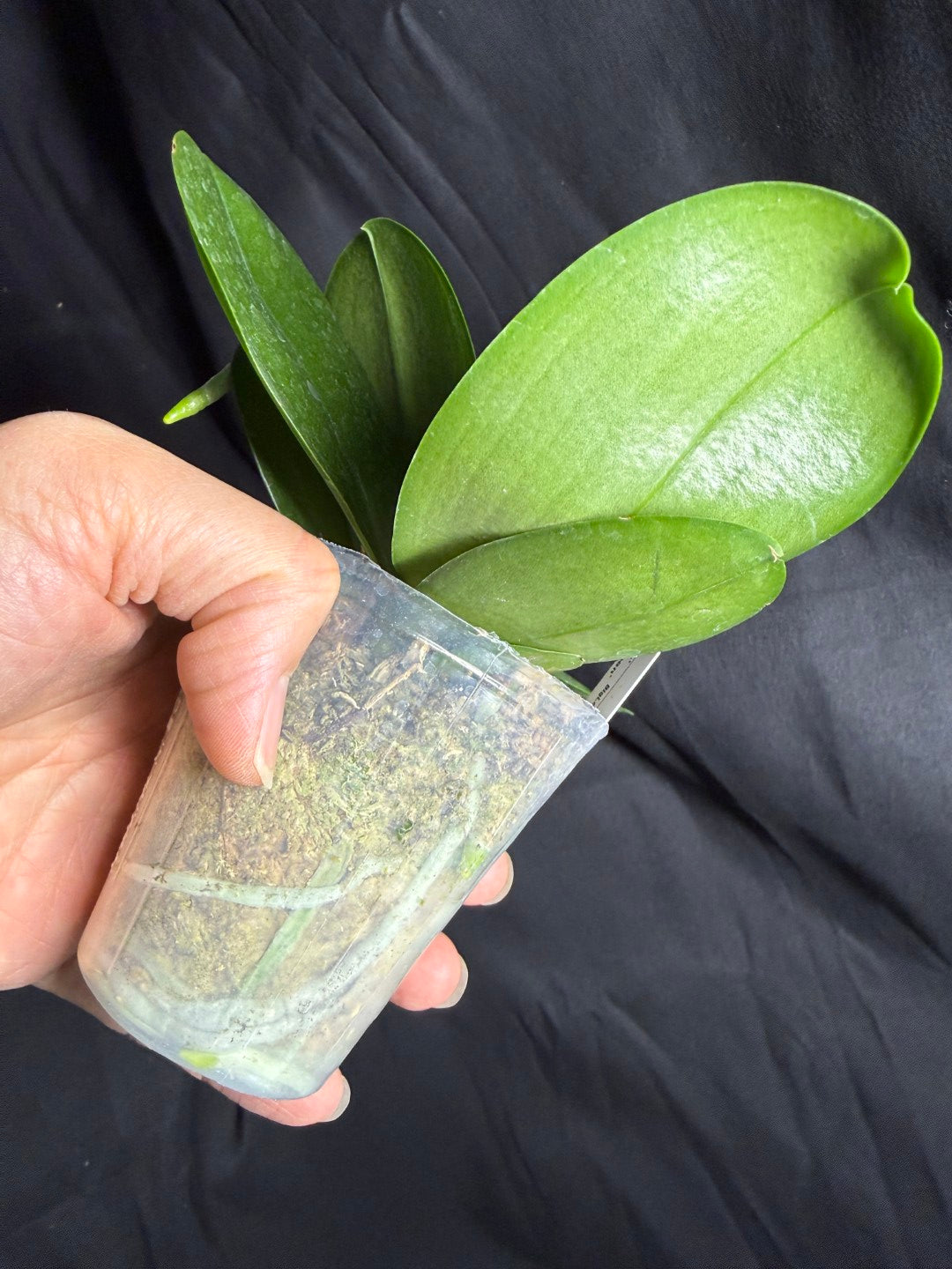 AMM366 -Phalaenopsis (Mituo Princess X LD Green Kingfisher) (seed grown) Flowering keiki