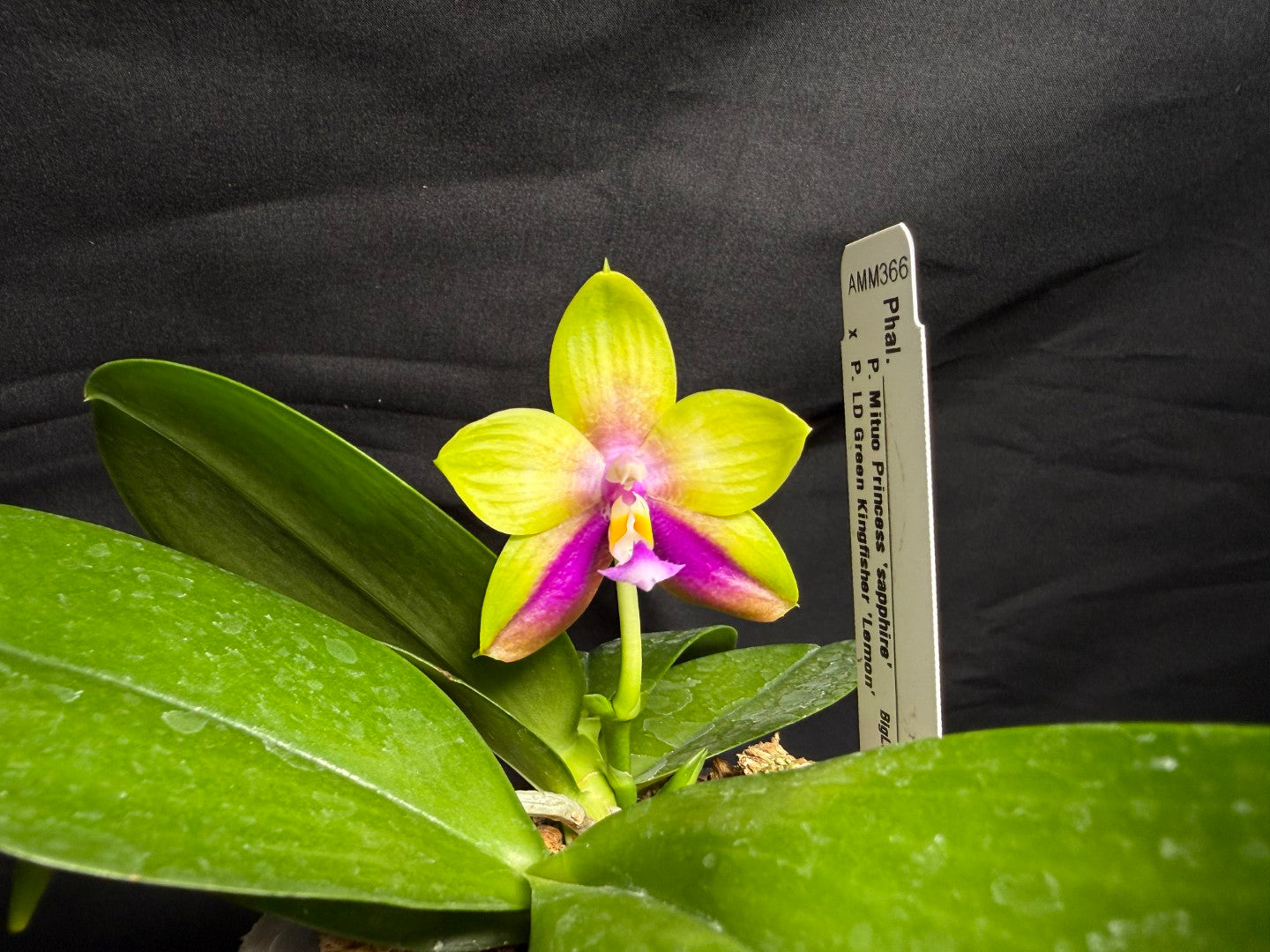AMM366 -Phalaenopsis (Mituo Princess X LD Green Kingfisher) (seed grown) Flowering keiki