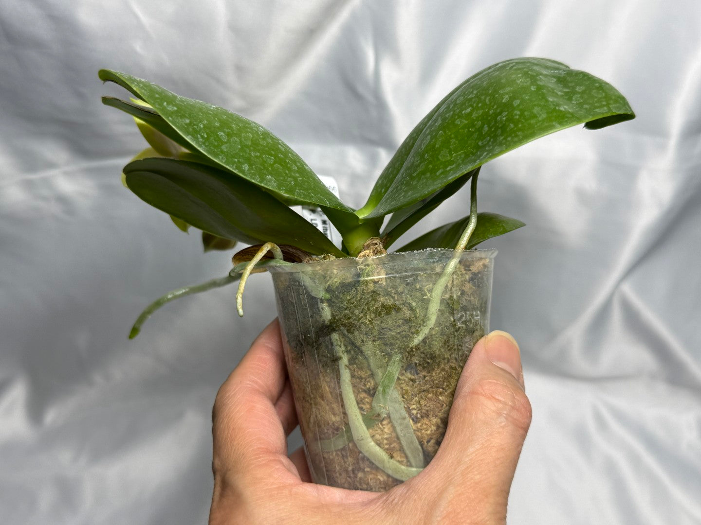 AMM366 -Phalaenopsis (Mituo Princess X LD Green Kingfisher) (seed grown) Flowering 260830