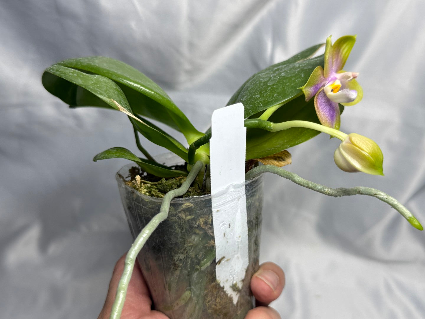 AMM366 -Phalaenopsis (Mituo Princess X LD Green Kingfisher) (seed grown) Flowering 260830
