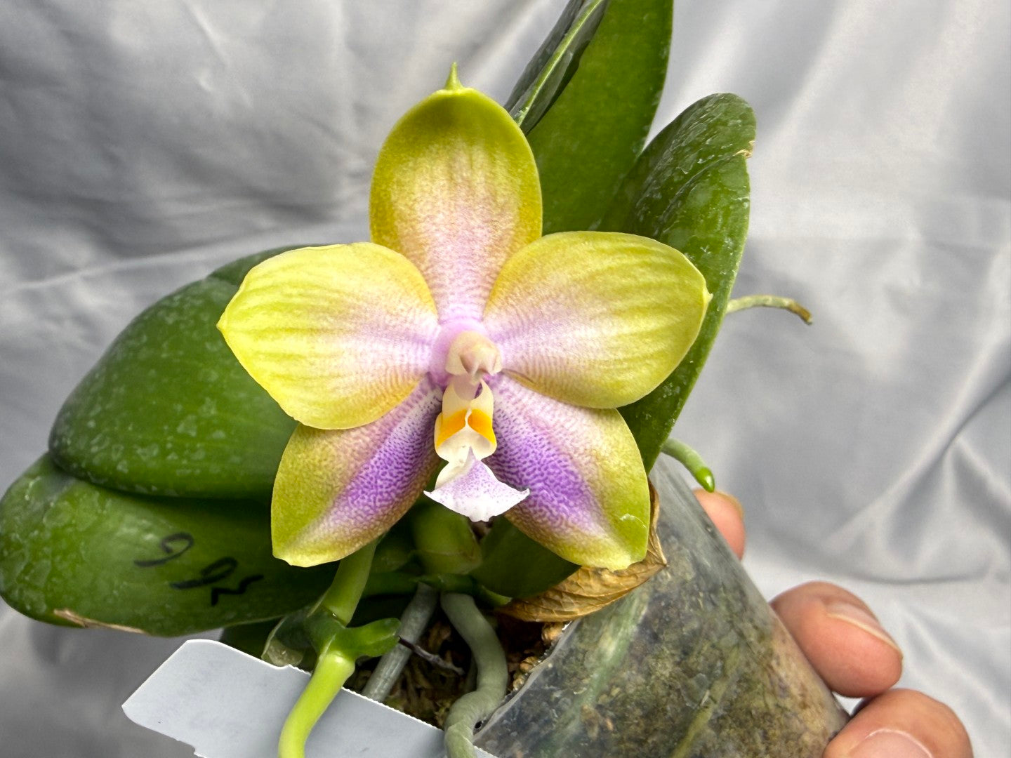 AMM366 -Phalaenopsis (Mituo Princess X LD Green Kingfisher) (seed grown) Flowering 260830