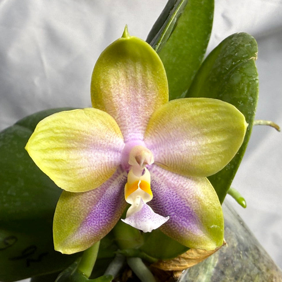 AMM366 -Phalaenopsis (Mituo Princess X LD Green Kingfisher) (seed grown) Flowering 260830