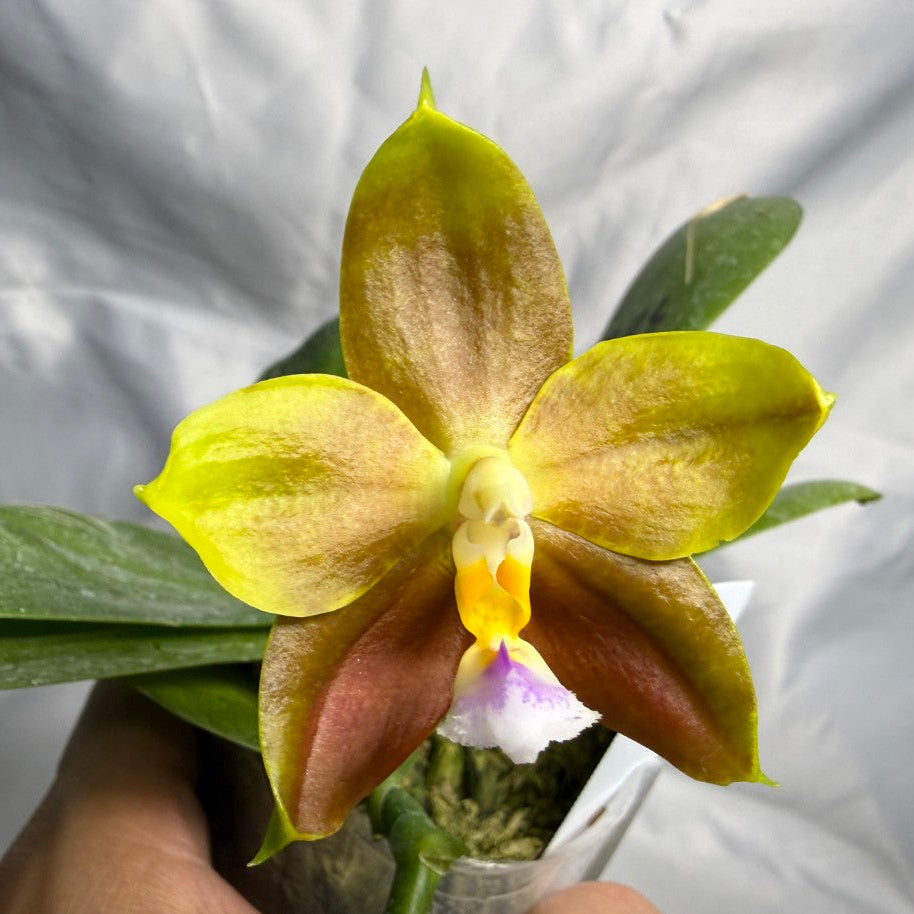 A close-up of a yellow and brown orchid flower in a small pot, held by a hand against a wrinkled light gray backdrop.