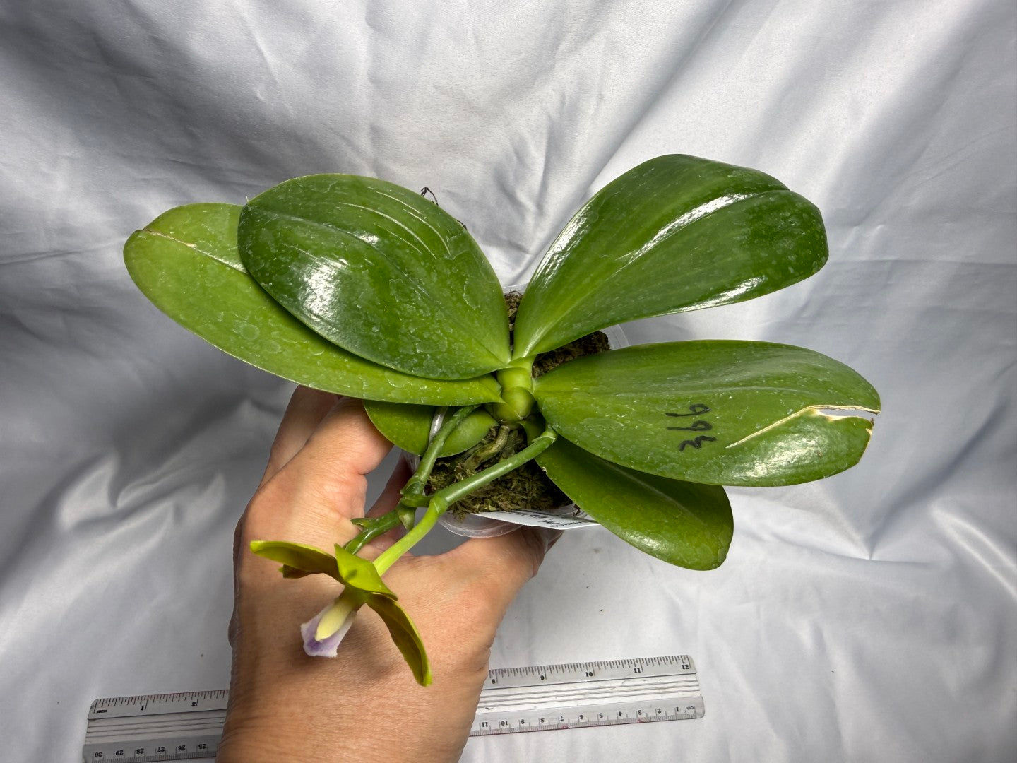 AMM366 -Phalaenopsis (Mituo Princess X LD Green Kingfisher) (seed grown) Flowering 260831
