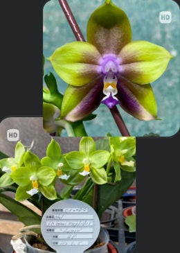 Phalaenopsis  (Mituo Princess 'sapphire' X LD Green Kingfisher 'Lemon') (seed grown)