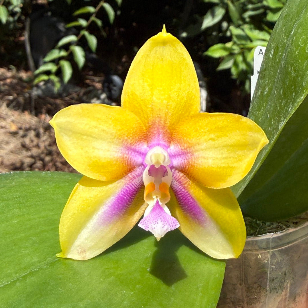 A close-up of a yellow novelty phalaenopsis orchid flower with a purple and white center, growing on a large green leaf outdoors.