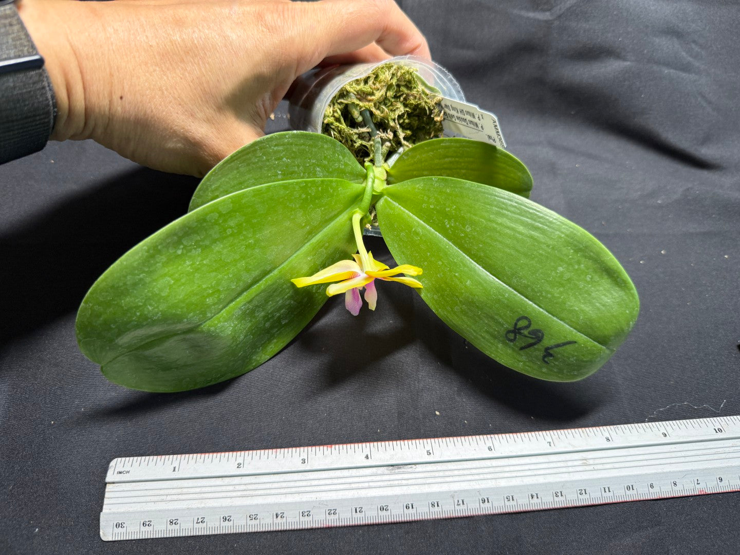 AMM368 Phalaenopsis (Mituo Double Gelb Eagle X Mituo GH King Star) - Seed Grown 260713 Flowering