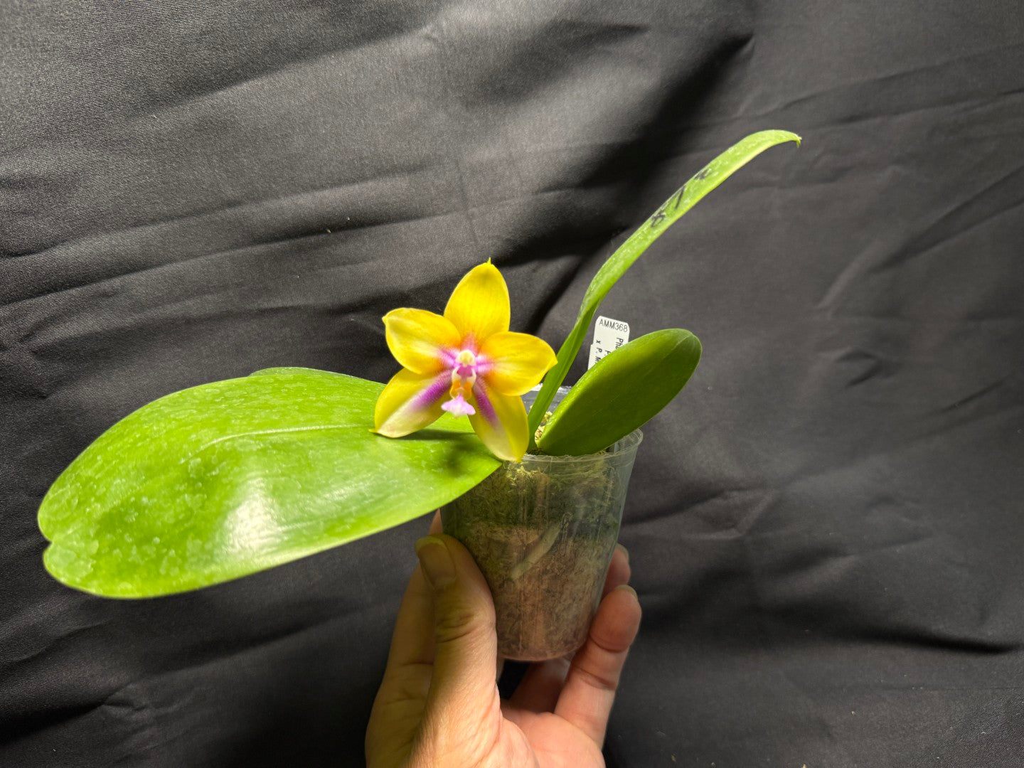 AMM368 Phalaenopsis (Mituo Double Gelb Eagle X Mituo GH King Star) - Seed Grown 260713 Flowering