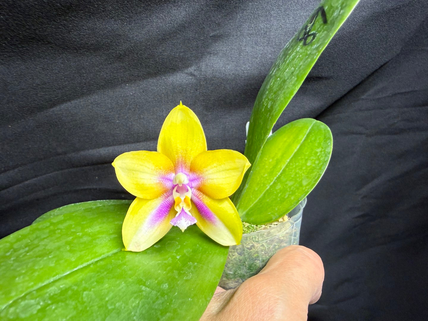 AMM368 Phalaenopsis (Mituo Double Gelb Eagle X Mituo GH King Star) - Seed Grown 260713 Flowering