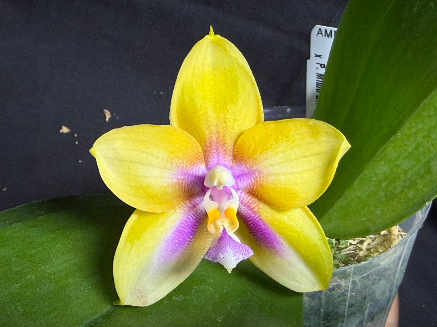 AMM368 Phalaenopsis (Mituo Double Gelb Eagle X Mituo GH King Star) - Seed Grown 260713 Flowering