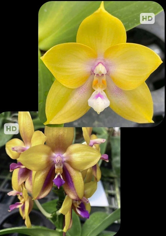 AMM368 Phalaenopsis (Mituo Double Gelb Eagle X Mituo GH King Star) - Seed Grown
