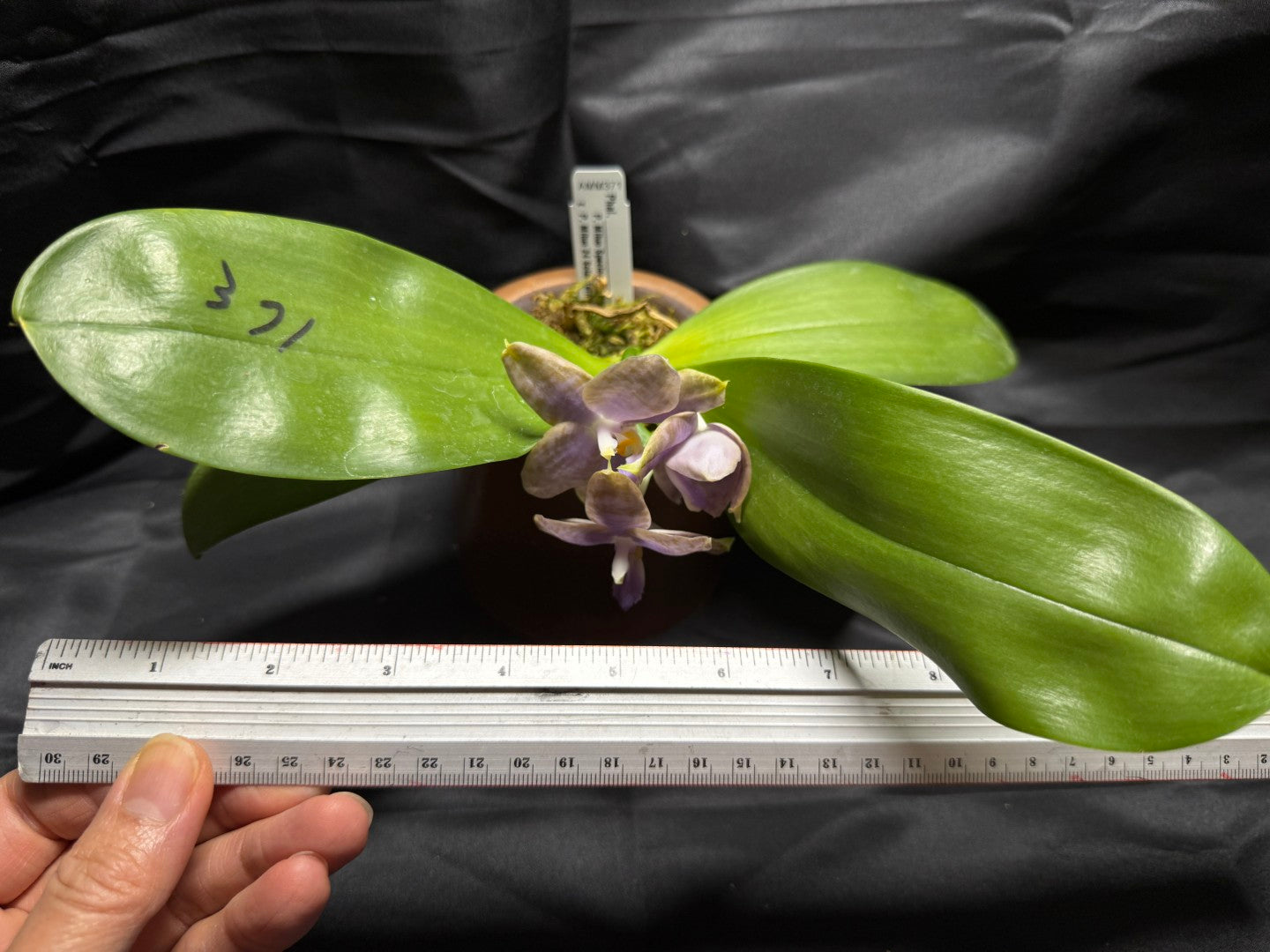 AMM371 - Phalaenopsis Mituo Wukong (seed grown) 260703 Flowering
