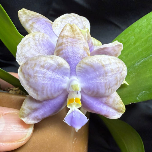 AMM371 - Phalaenopsis Mituo Wukong (seed grown) 260703 Flowering
