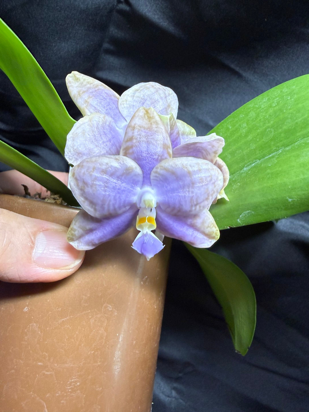 AMM371 - Phalaenopsis Mituo Wukong (seed grown) 260703 Flowering