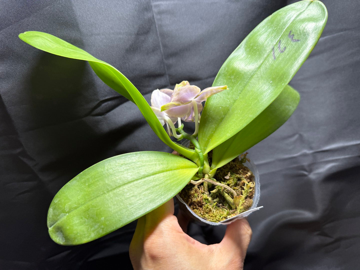AMM371 - Phalaenopsis Mituo Wukong (seed grown) 260703 Flowering