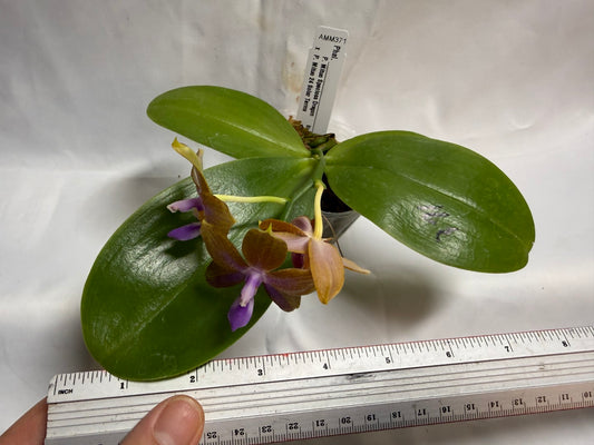 AMM371 - Phalaenopsis Mituo Wukong (seed grown) 260607 Flowering
