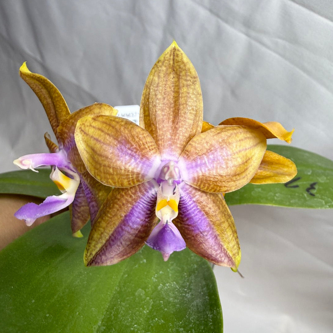 AMM371 - Phalaenopsis Mituo Wukong (seed grown) 260607 Flowering