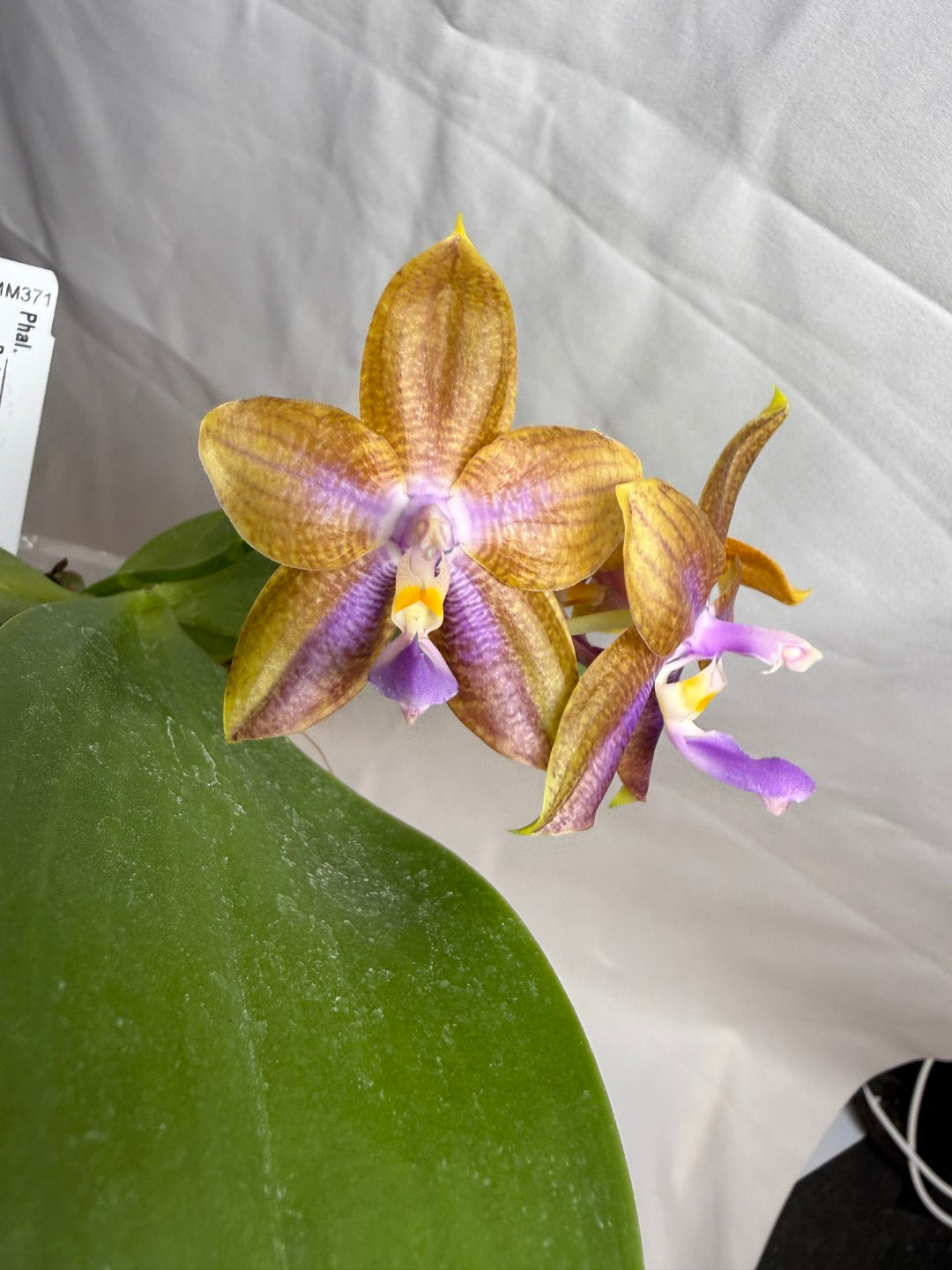 AMM371 - Phalaenopsis Mituo Wukong (seed grown) 260607 Flowering