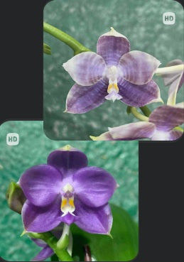 Phalaenopsis (Mituo Speciosa Dragon X Mituo 24 Solar Terms) (seed grown)