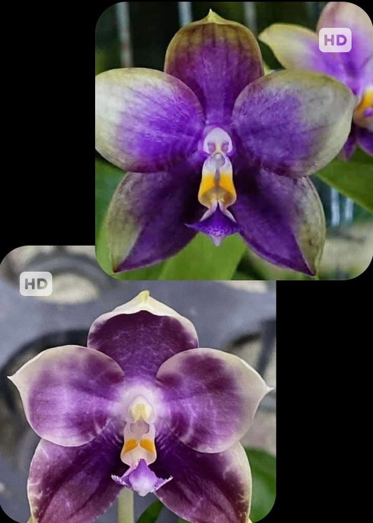 AMM372 (Mituo Blue Smurfs X Mituo Speciosa Dragon) - Seed Grown