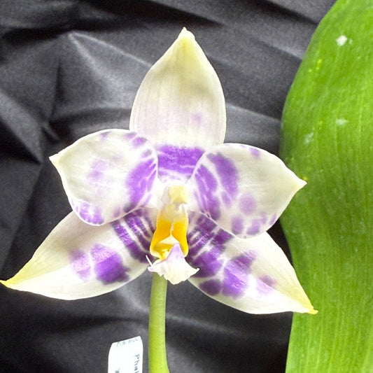 AMM387 Phalaenopsis Mituo Poseidon Flowering Seed Grown 260703