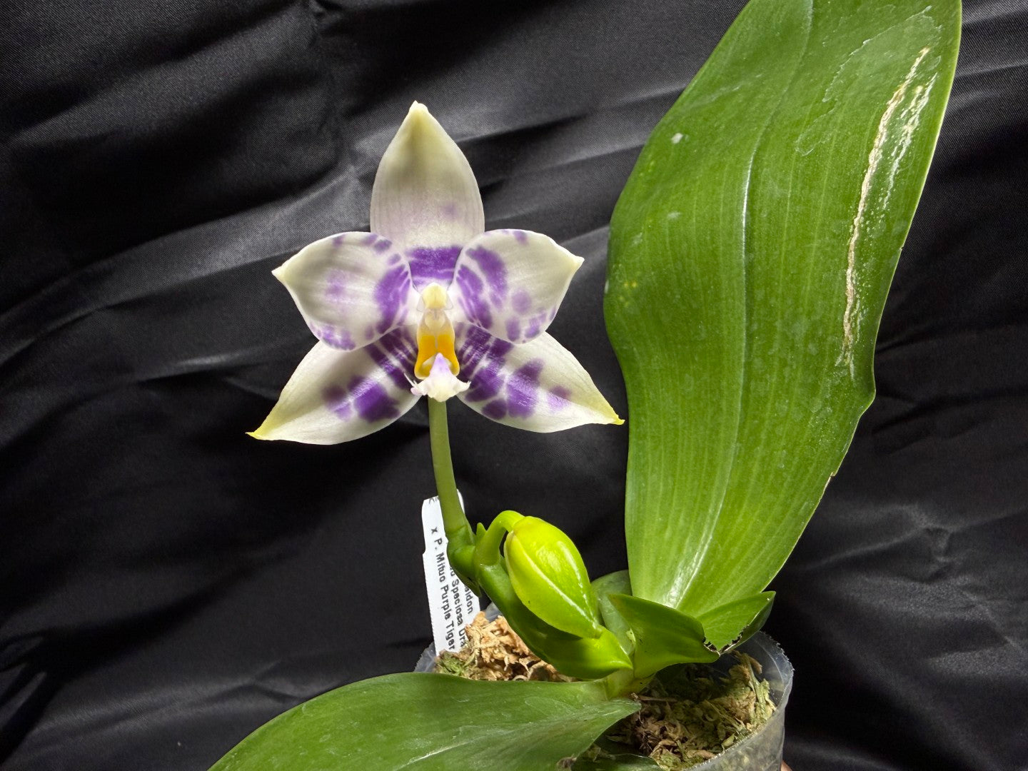 AMM387 Phalaenopsis Mituo Poseidon Flowering Seed Grown 260703