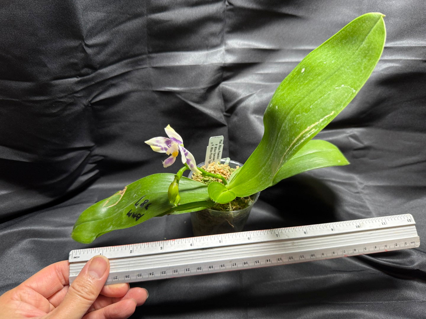 AMM387 Phalaenopsis Mituo Poseidon Flowering Seed Grown 260703