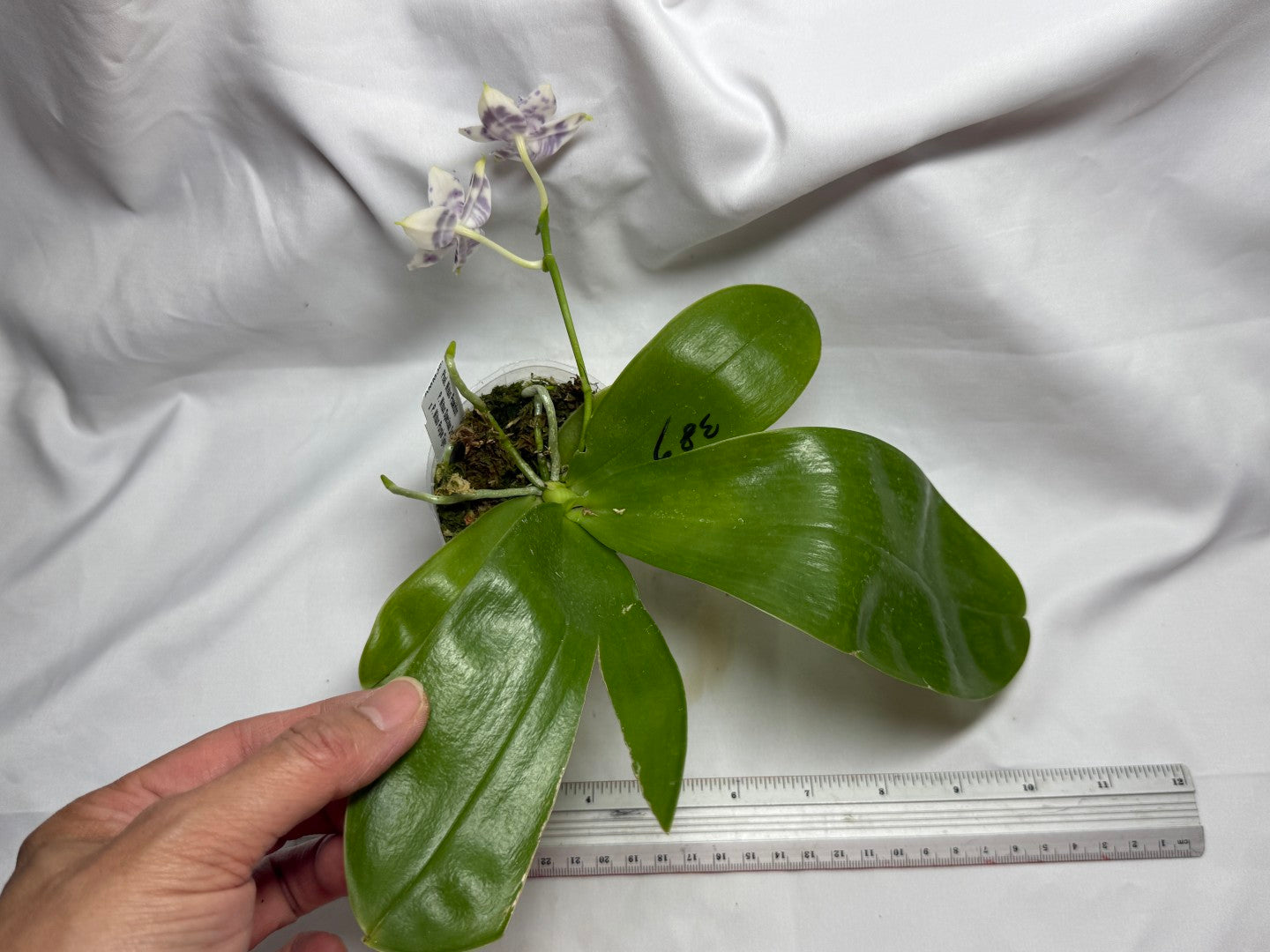 AMM387 Phalaenopsis Mituo Poseidon #2 Flowering Seed Grown 260812