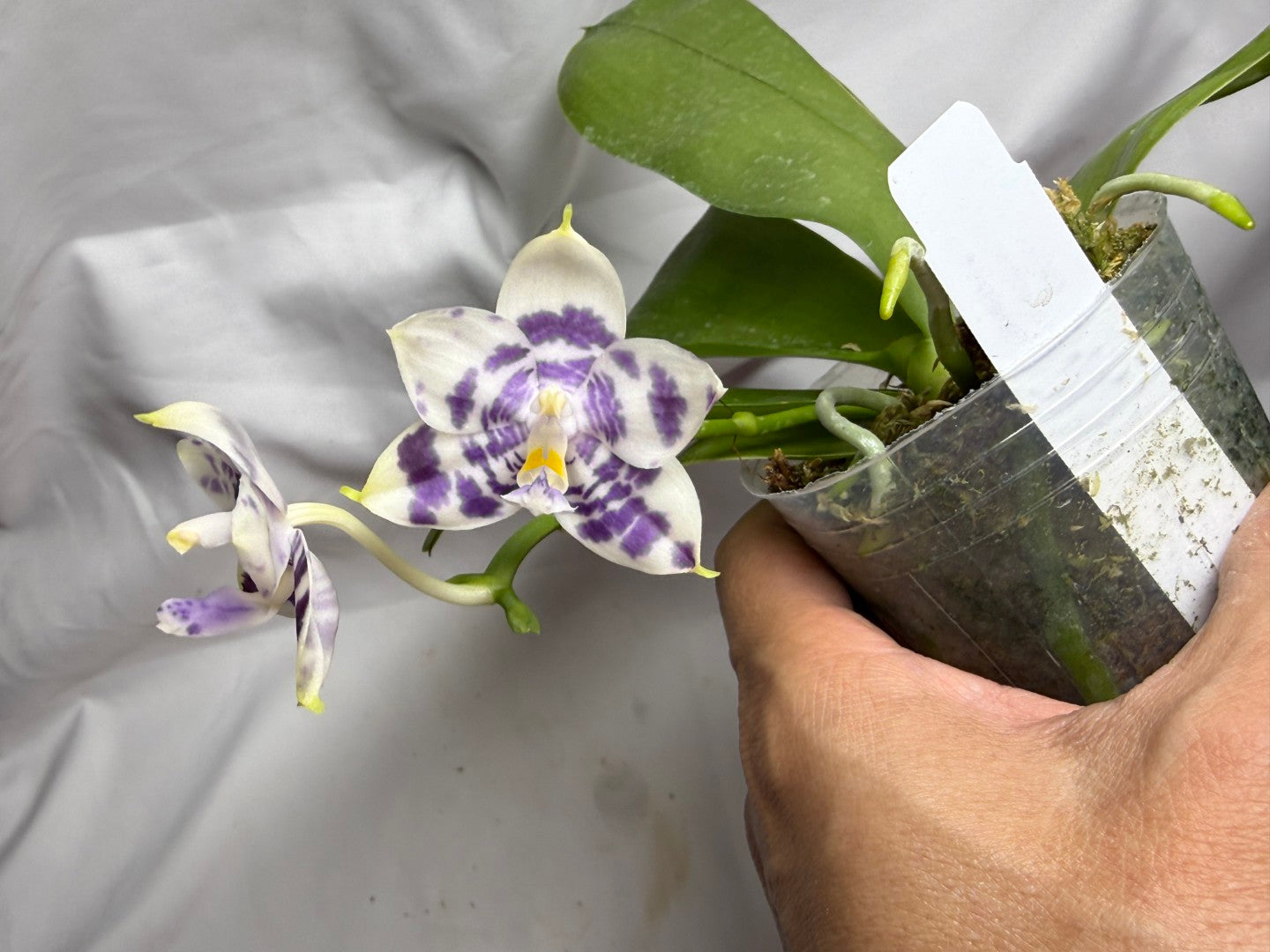 AMM387 Phalaenopsis Mituo Poseidon #2 Flowering Seed Grown 260812