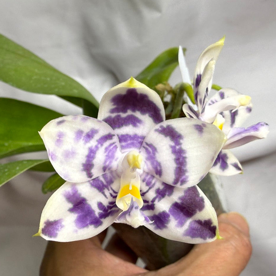 A close-up of a hand holding a potted Phalaenopsis orchid with white petals featuring purple spots and a yellow center, set against a soft white fabric background.