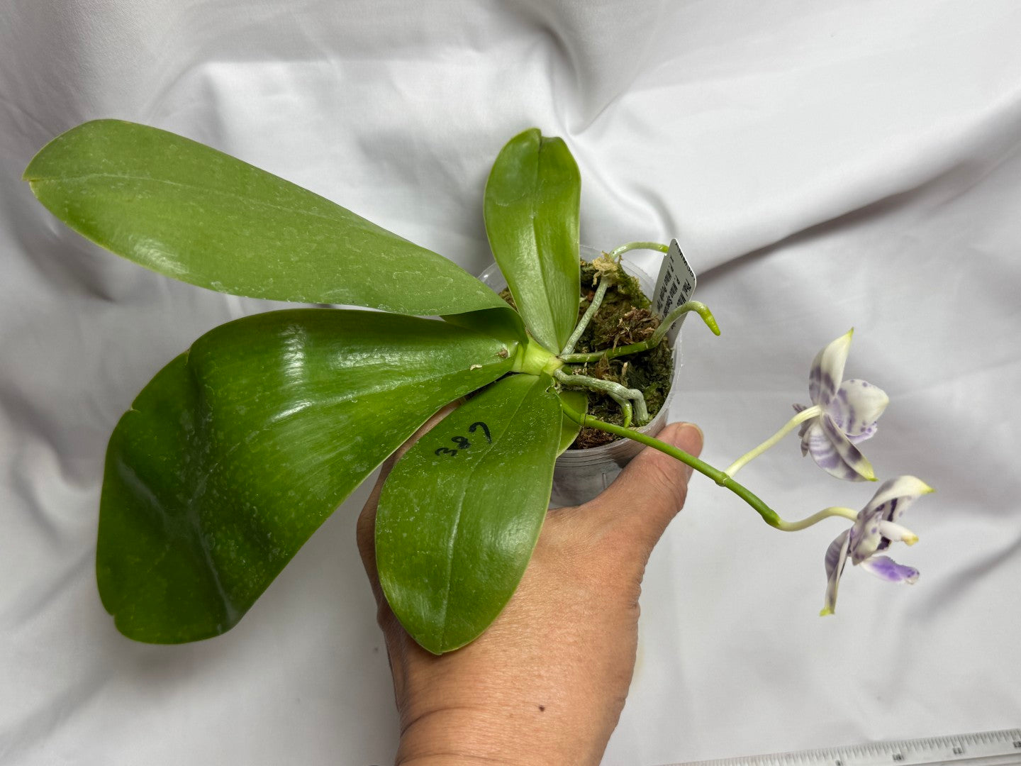 AMM387 Phalaenopsis Mituo Poseidon #2 Flowering Seed Grown 260812
